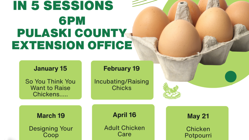 Backyard Poultry Series flyer